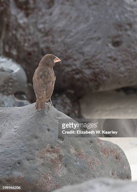 darwin finch on rocks - galapagos finch stock pictures, royalty-free photos & images
