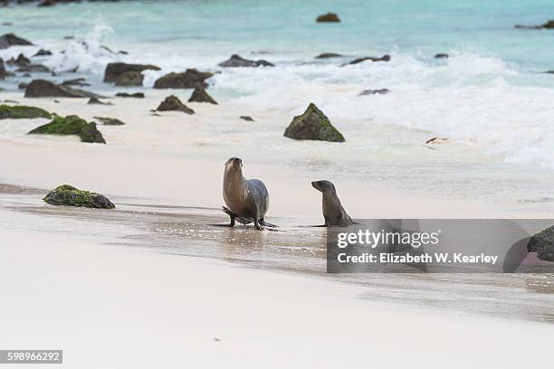 mother and pup sea lions on the beach. - seehundjunges stock-fotos und bilder