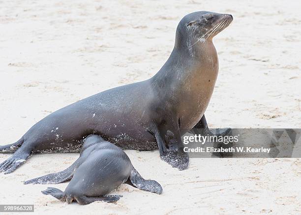 mother and pup sea lions on the beach.  the pup is having lunch. - suckling stock pictures, royalty-free photos & images