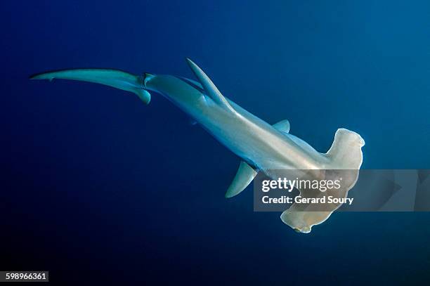 scalloped hammerhead shark - shark top view stock pictures, royalty-free photos & images