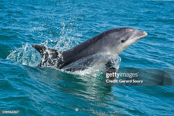 a bottlenose dolphin breaching - tursiope foto e immagini stock