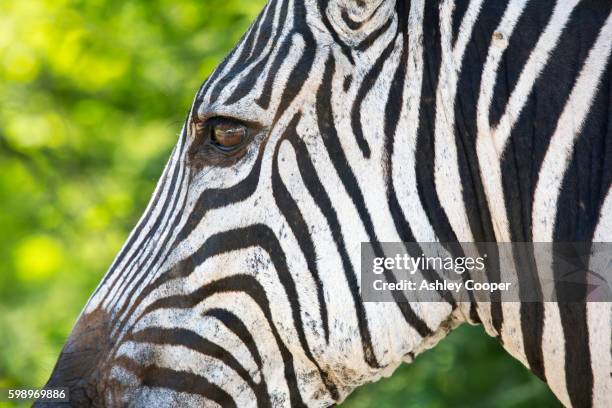 grant's zebras in majete wildlife reserve in the shire valley, malawi, africa. - grants zebra bildbanksfoton och bilder