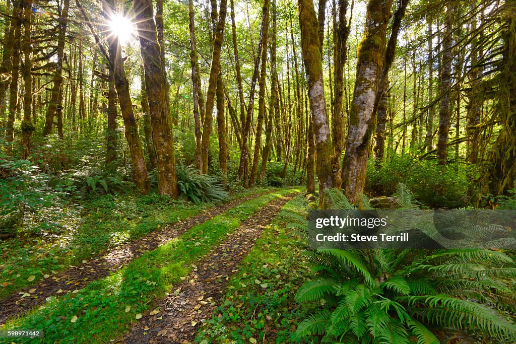 Tillamook State Forest