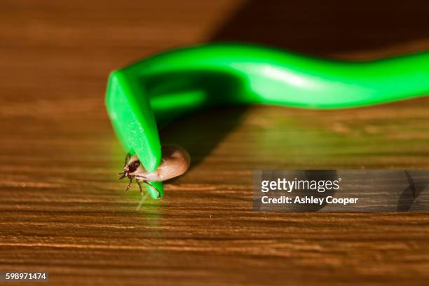 tick in green removal device - tick animal stock pictures, royalty-free photos & images