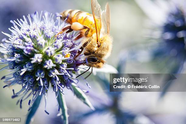 bee foraging on a blue thistle - biene stock-fotos und bilder