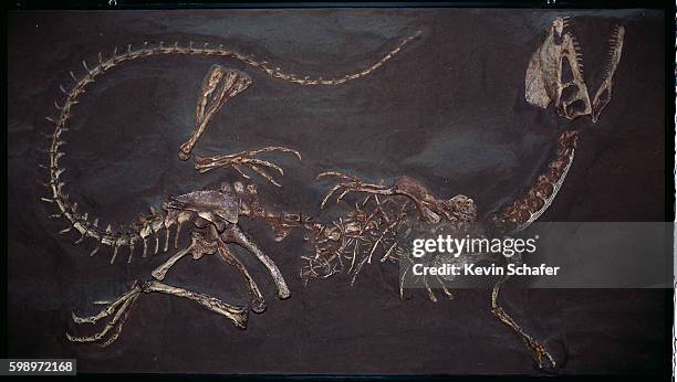 jurassic twin crested dilophosaurus fossil - dino stock-fotos und bilder