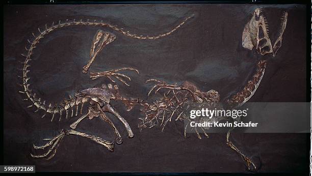 jurassic twin crested dilophosaurus fossil - jurásico fotografías e imágenes de stock