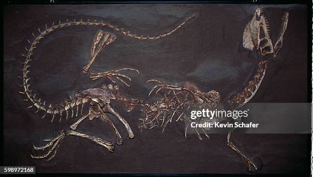 jurassic twin crested dilophosaurus fossil - dinosauri foto e immagini stock