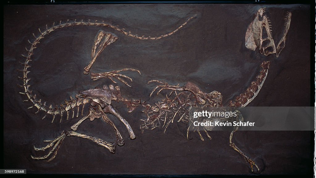 Jurassic Twin Crested Dilophosaurus Fossil