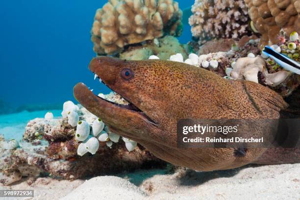 giant moray, australia - havsål bildbanksfoton och bilder