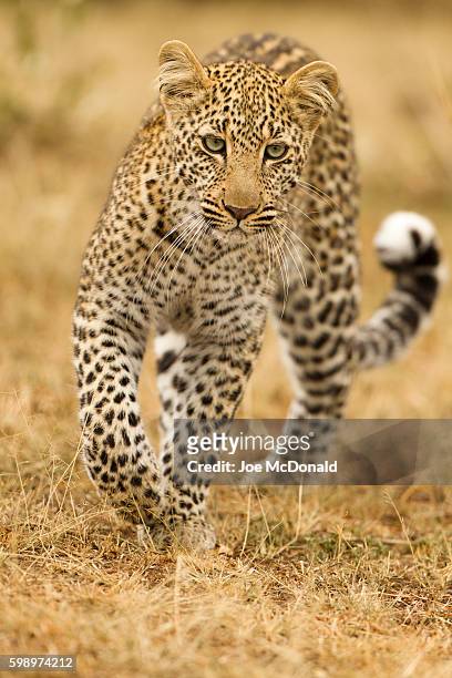 leopard - african leopard stock pictures, royalty-free photos & images