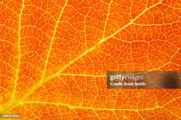 detail of aspen leaf - aspen tree bildbanksfoton och bilder