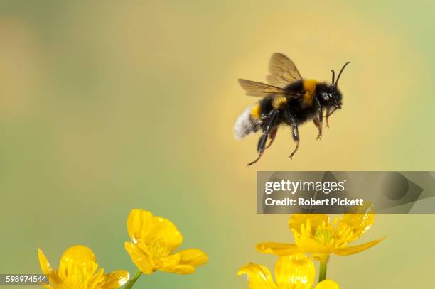 bumble bee, bombus hortorum, in flight, free flying over yellow buttercup flowers, high speed photographic technique, longest tongue of uk bees - bijen stockfoto's en -beelden