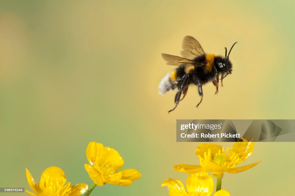 Bumble Bee, Bombus Hortorum, in flight, free flying over yellow buttercup flowers, high speed photographic technique, longest tongue of UK bees