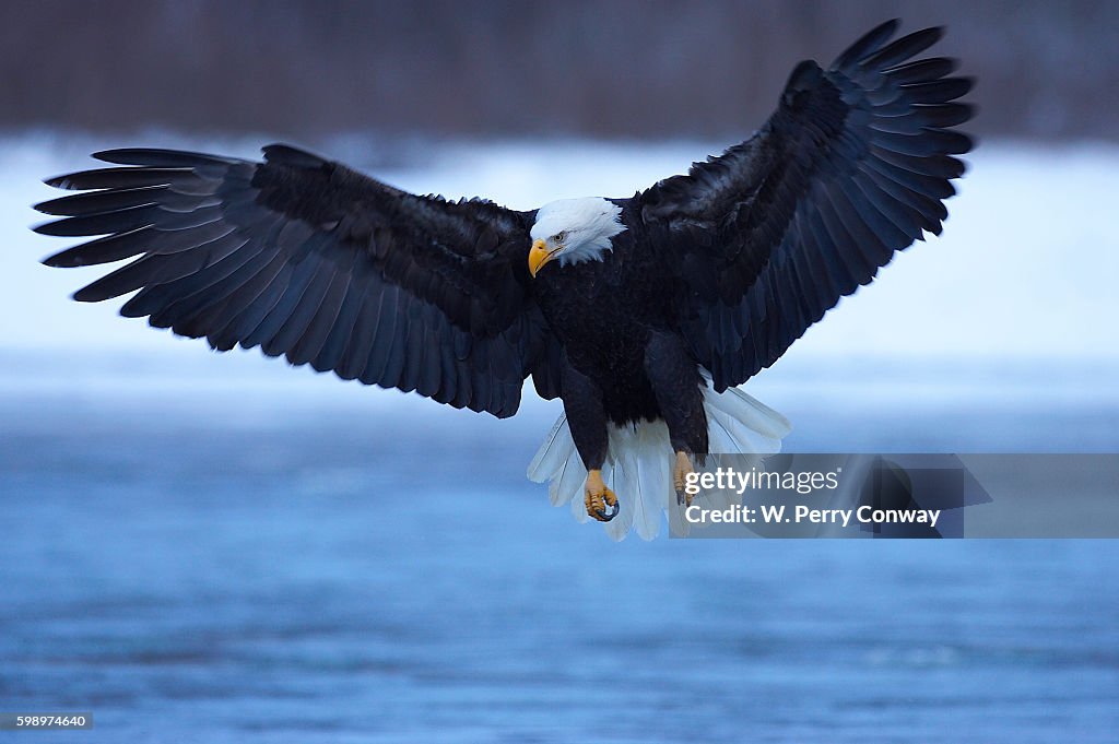 Bald Eagle swooping over water