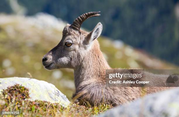 ibex, capra ibex on the aiguille rouge above chamonix, france. - alpine goat stockfoto's en -beelden