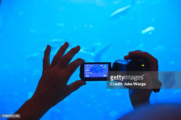 tourist videotaping aquarium - jake warga stock-fotos und bilder