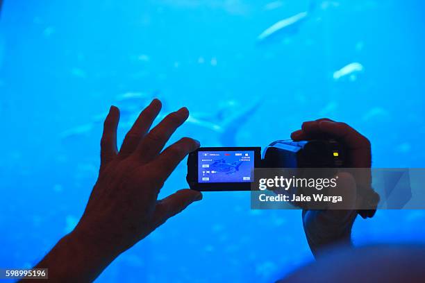 tourist videotaping aquarium - jake warga stockfoto's en -beelden