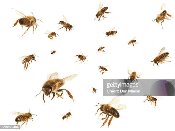 swarm of honey bees - volare foto e immagini stock