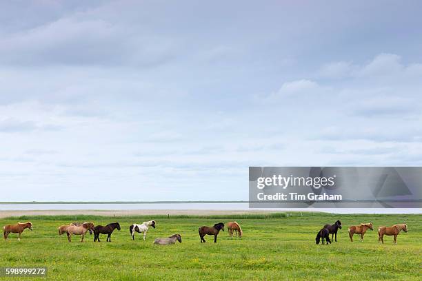 Herd of ponies and horses grazing in meadow in the Wadden Sea National Park on Romo Island, Denmark
