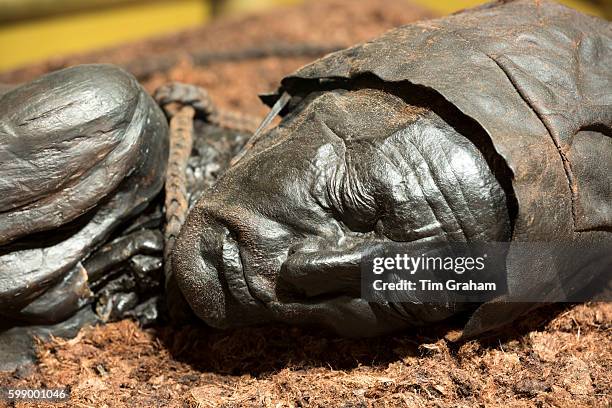 Ancient bronze statue of Tollund Man, bog body from the Iron Age, at the Museum Silkeborg in Denmark