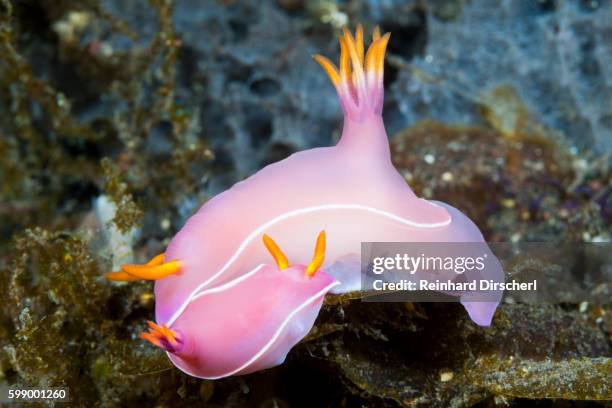 pink dorid nudibranch, bali - nudibranch stock pictures, royalty-free photos & images