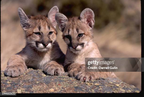 238 Cougar Sitting Stock Photos High Res Pictures And Images Getty 238-cougar-sitting-stock-photos-high-res-pictures-and-images-getty