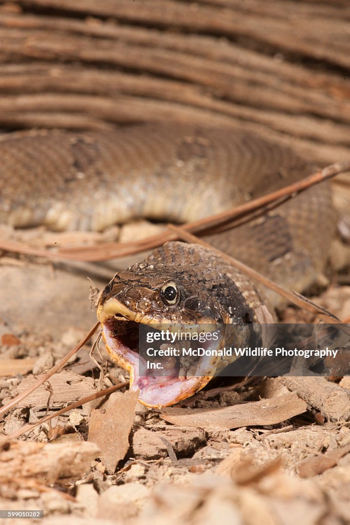 Eastern Hognose Snake, Heterodon platyrhinos. Eastern USA. Eating/swallowing an American Toad, Bufo americanus. Controlled situation.