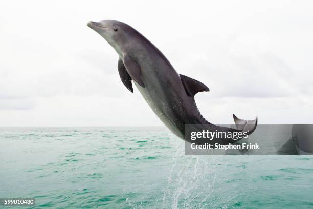 dolphin leaping in open ocean. - dolphin 個照片及圖片檔