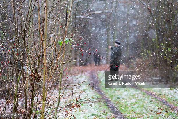 hunters in forest, snowing, rosehips - rosa eglanteria stock pictures, royalty-free photos & images