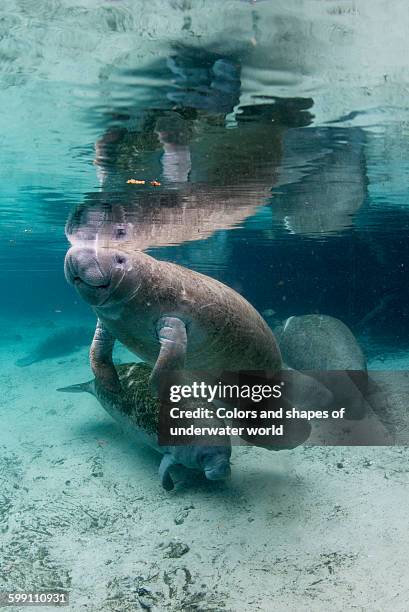 nice mirorring of florida manatee in crystal river - floridamanat bildbanksfoton och bilder