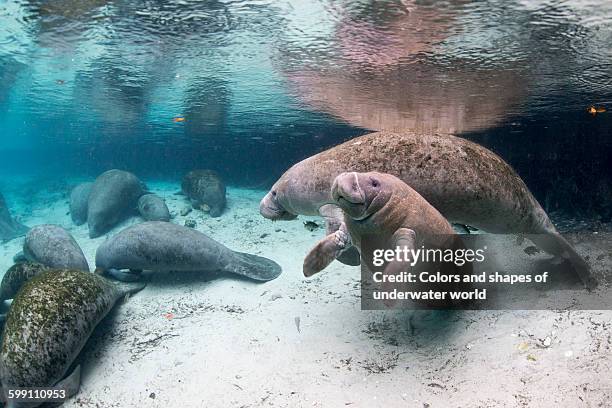 crystal river and its company of manatees - floridamanat bildbanksfoton och bilder