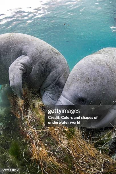 closer look on west indian manatee eating - manatee stock-fotos und bilder