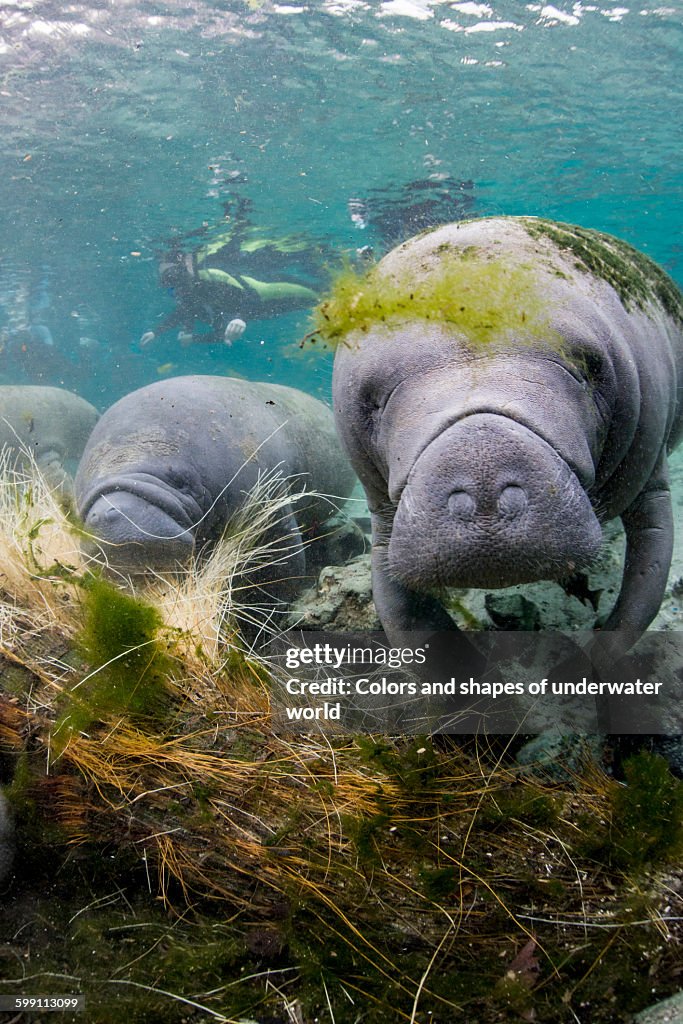 West Indian Manatee and scuba diver