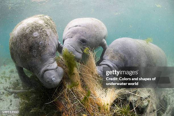 west indian manatee enjoing the water plant - manatee stock-fotos und bilder