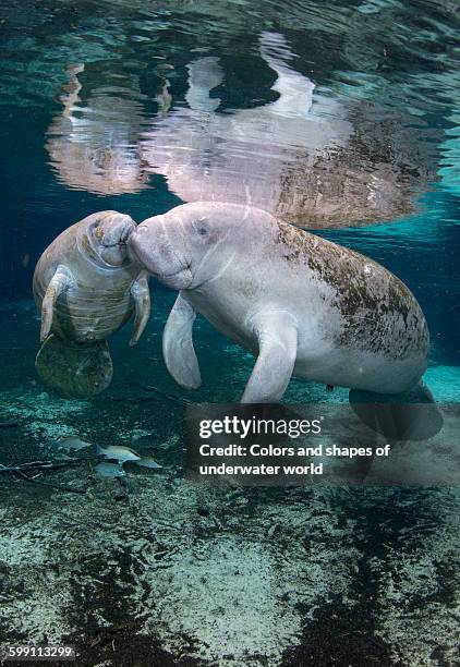 florida manatee or west indian manatee - crystal river florida stock-fotos und bilder