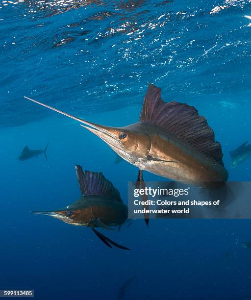 action shot of hunting sailfish - sail fish stock pictures, royalty-free photos & images