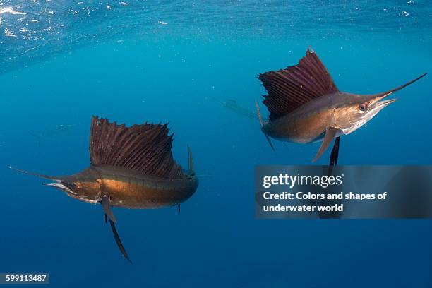 two sailfish hunters - sail fish stock pictures, royalty-free photos & images