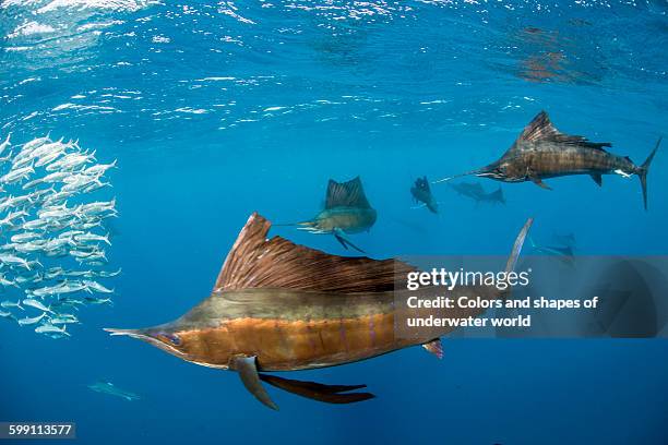 bait ball is chased until it's gone - atlantic sailfish stock pictures, royalty-free photos & images
