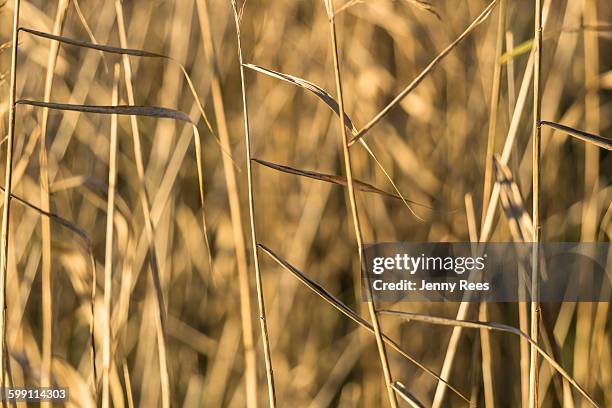 Earless Reed 233 Jenny Reed Stock Photos, High-Res Pictures, and Images - Getty Images