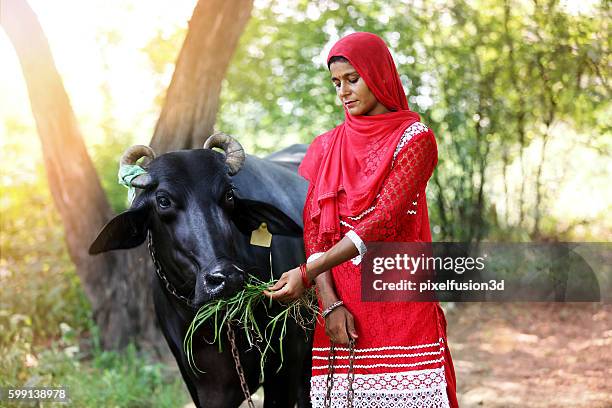 giovani donne che nutrono l'insilato per il bufalo d'acqua - haryana foto e immagini stock