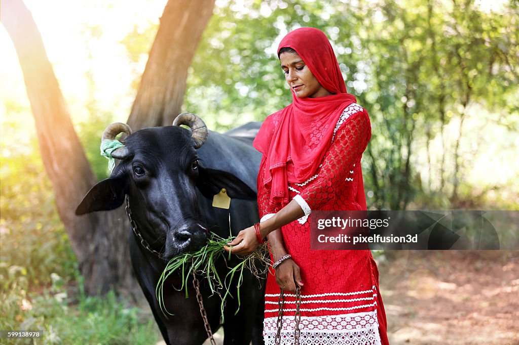 Young women feeding silage to water buffalo