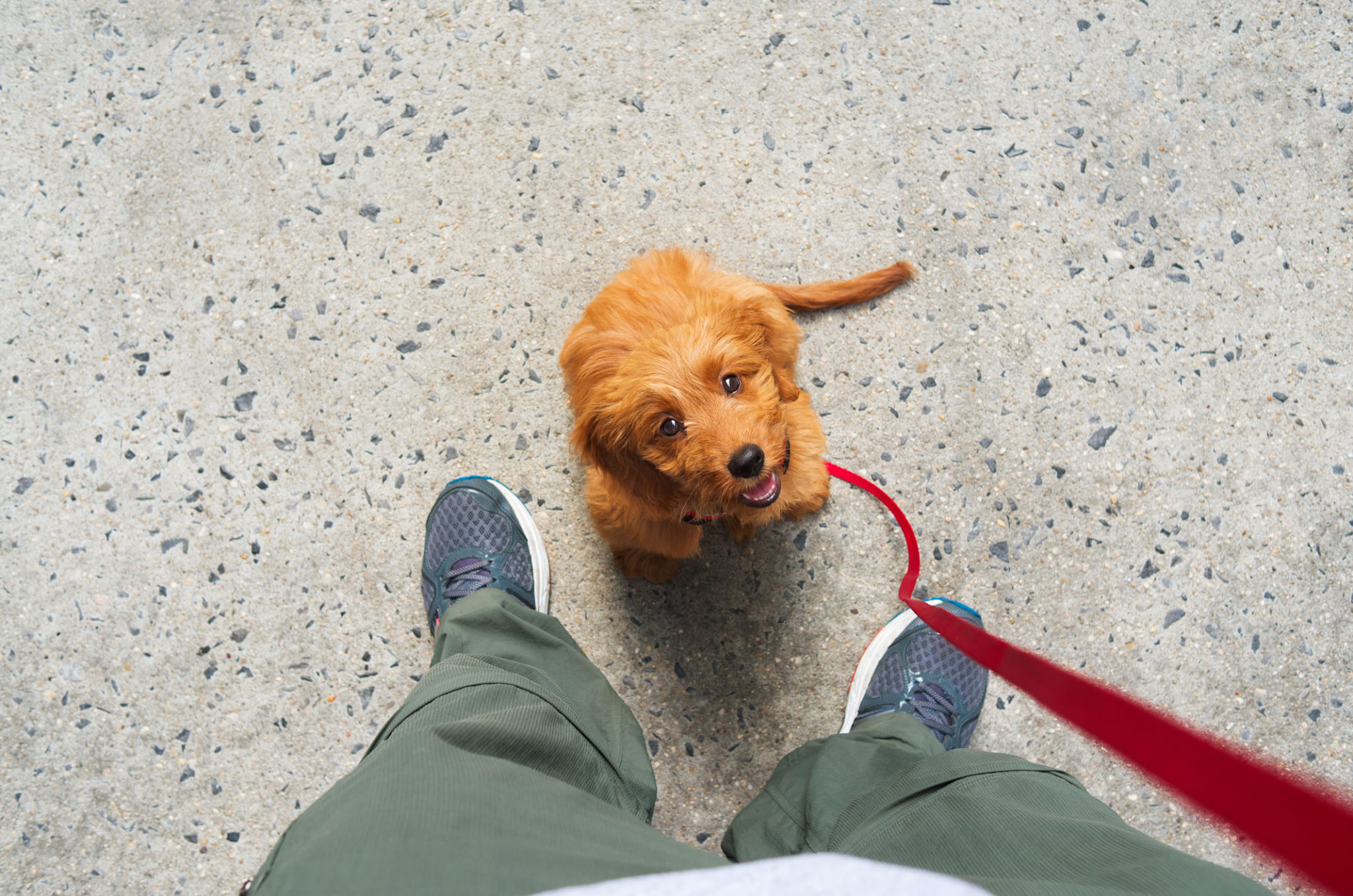 happy dog walk