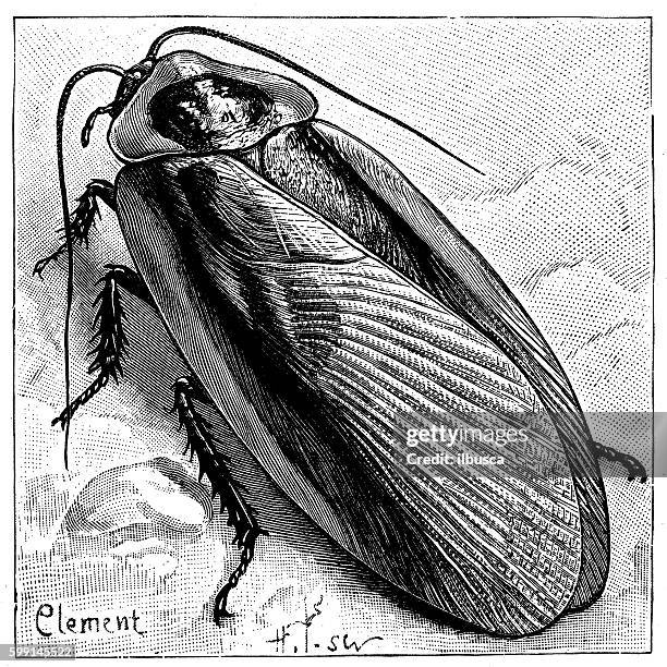 Radroach Drawring 344 Roach Drawing Stock Photos, High-Res Pictures, and Images - Getty ...