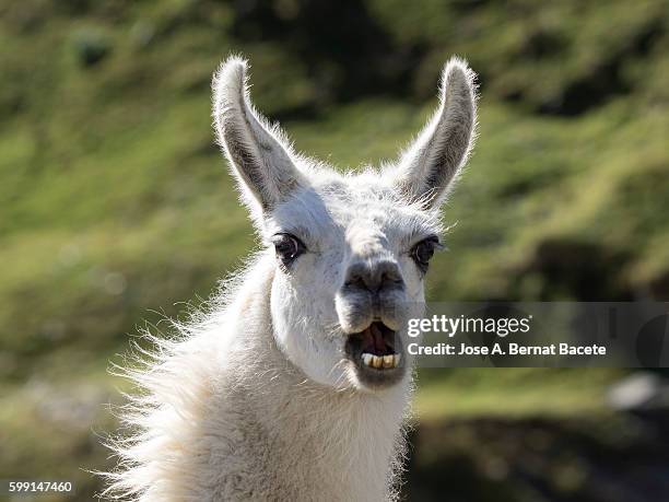 close-up of llama (lama glama),  on field , pyrenees, france. - llama animal stock pictures, royalty-free photos & images