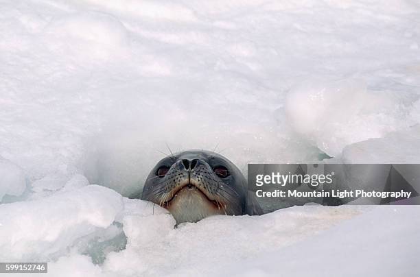 Weddell Seal Looks Out From Hole in Antarctic Ice