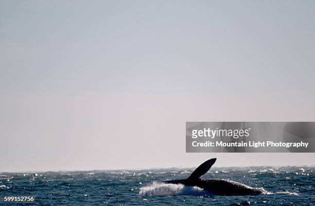 Gray Whale Breaching in the Pacific Ocean