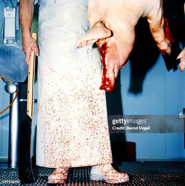 butcher and slaughtered pig - slaughterhouse stock pictures, royalty-free photos & images