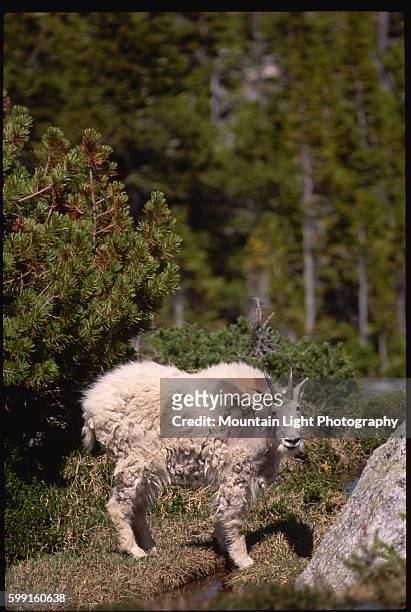 Molting Mountain Goat at Forested Mountain Lake