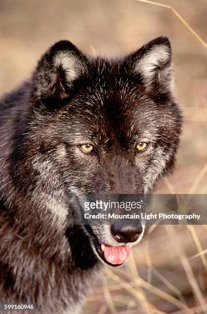 Closeup of Dark Timber Wolf